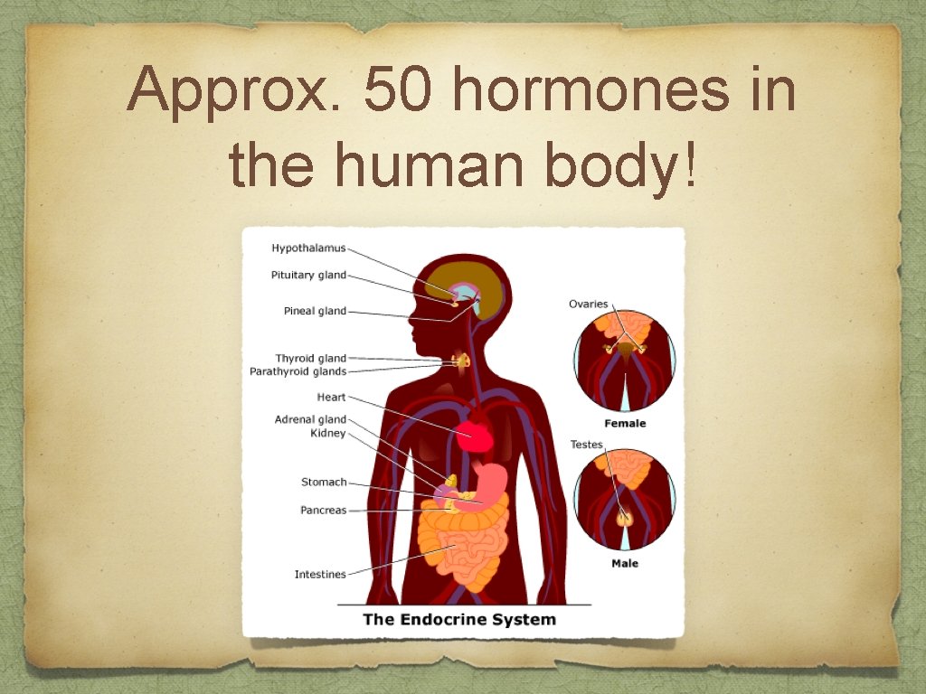 Approx. 50 hormones in the human body! 