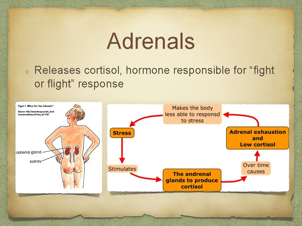 Adrenals Releases cortisol, hormone responsible for “fight or flight” response 