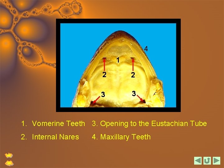 4 1. Vomerine Teeth 3. Opening to the Eustachian Tube 2. Internal Nares 4.