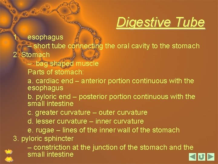 Digestive Tube 1. esophagus – short tube connecting the oral cavity to the stomach