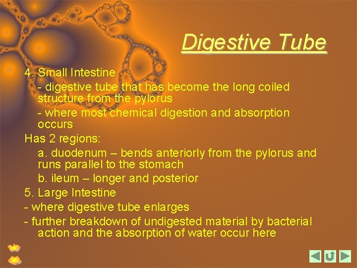 Digestive Tube 4. Small Intestine - digestive tube that has become the long coiled