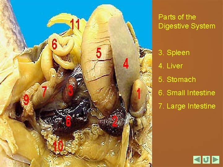 Parts of the Digestive System 3. Spleen 4. Liver 5. Stomach 6. Small Intestine