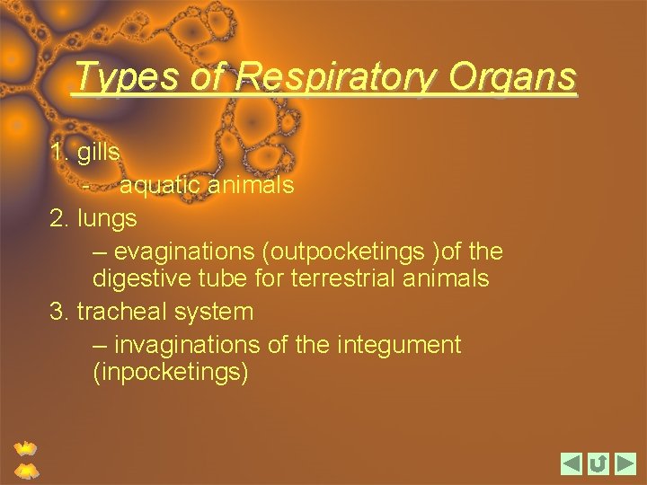 Types of Respiratory Organs 1. gills - aquatic animals 2. lungs – evaginations (outpocketings