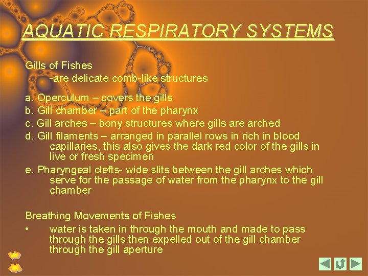 AQUATIC RESPIRATORY SYSTEMS Gills of Fishes -are delicate comb-like structures a. Operculum – covers