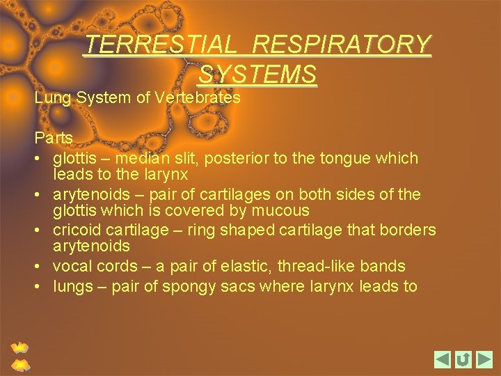 TERRESTIAL RESPIRATORY SYSTEMS Lung System of Vertebrates Parts • glottis – median slit, posterior