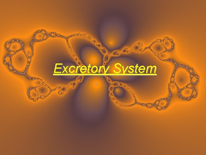 Excretory System 