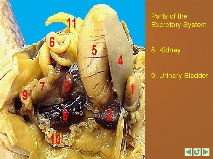 Parts of the Excretory System 8. Kidney 9. Urinary Bladder 