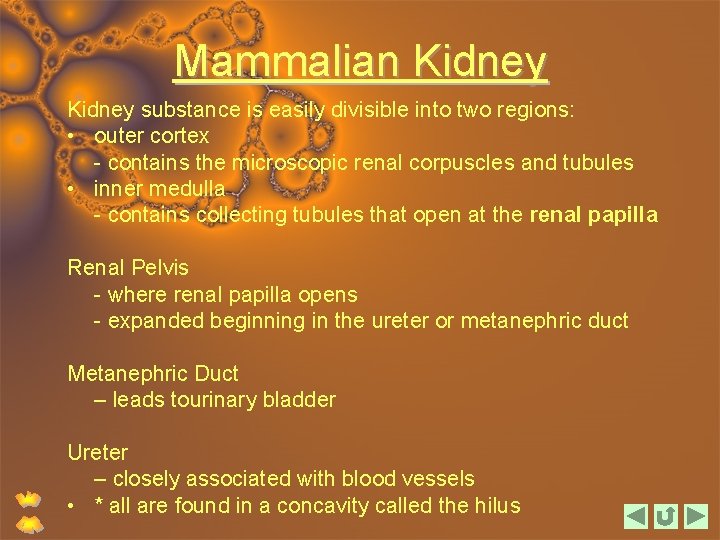 Mammalian Kidney substance is easily divisible into two regions: • outer cortex - contains