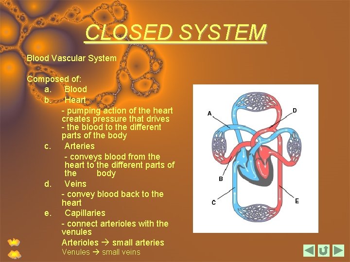 CLOSED SYSTEM Blood Vascular System Composed of: a. Blood b. Heart - pumping action