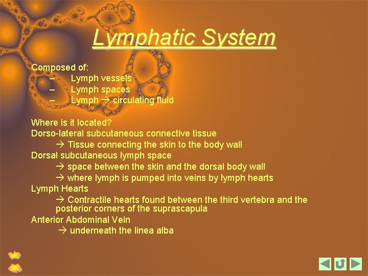 Lymphatic System Composed of: – Lymph vessels – Lymph spaces – Lymph circulating fluid