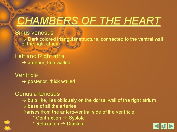 CHAMBERS OF THE HEART Sinus venosus Dark colored triangular structure, connected to the ventral