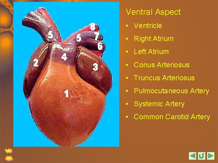 Ventral Aspect • Ventricle • Right Atrium • Left Atrium • Conus Arteriosus •