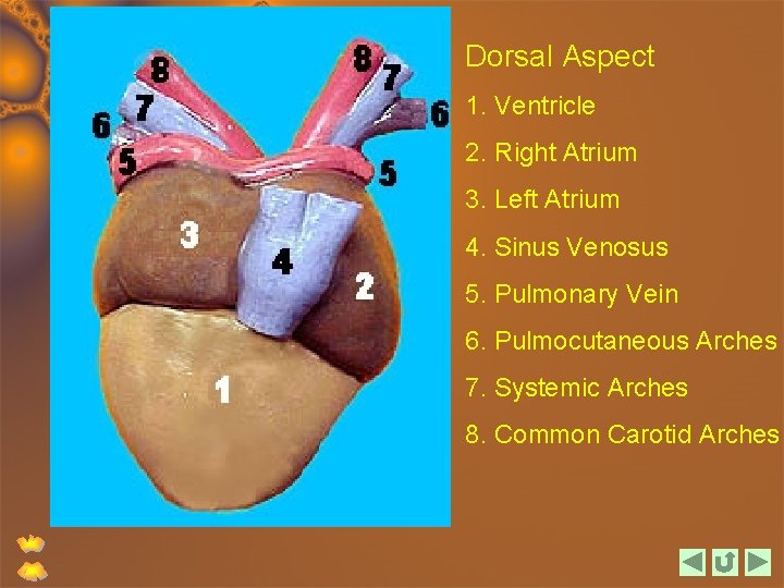 Dorsal Aspect 1. Ventricle 2. Right Atrium 3. Left Atrium 4. Sinus Venosus 5.