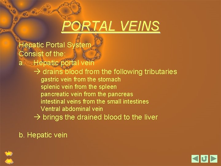 PORTAL VEINS Hepatic Portal System Consist of the: a. Hepatic portal vein drains blood