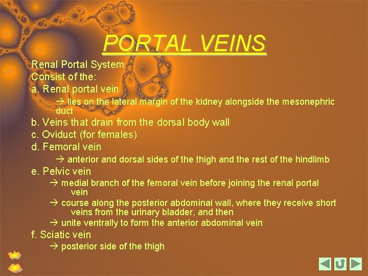 PORTAL VEINS Renal Portal System Consist of the: a. Renal portal vein lies on