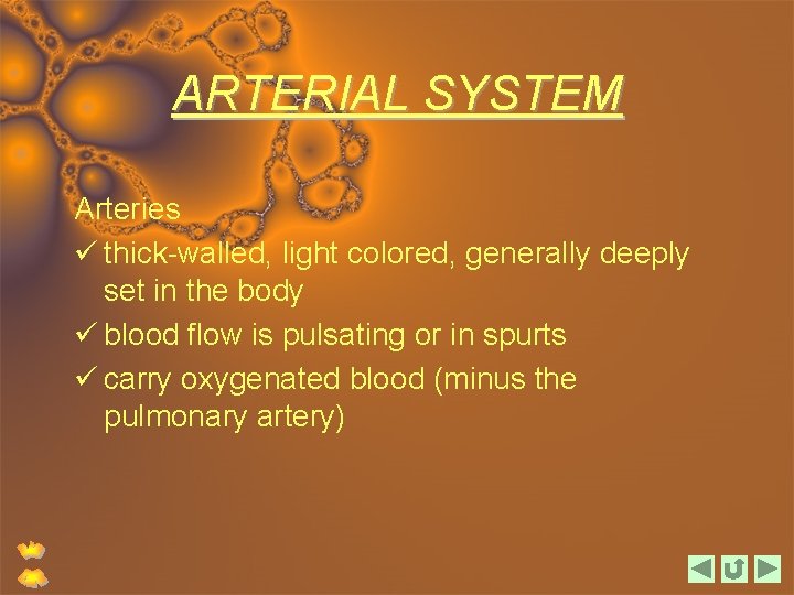 ARTERIAL SYSTEM Arteries ü thick-walled, light colored, generally deeply set in the body ü