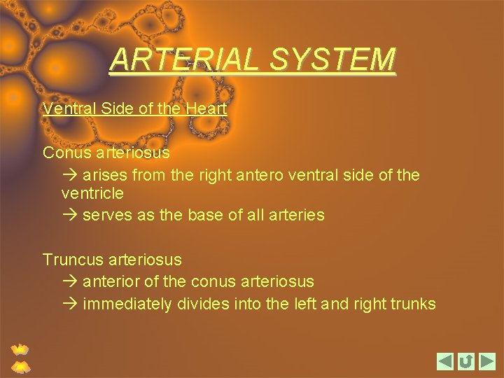 ARTERIAL SYSTEM Ventral Side of the Heart Conus arteriosus arises from the right antero