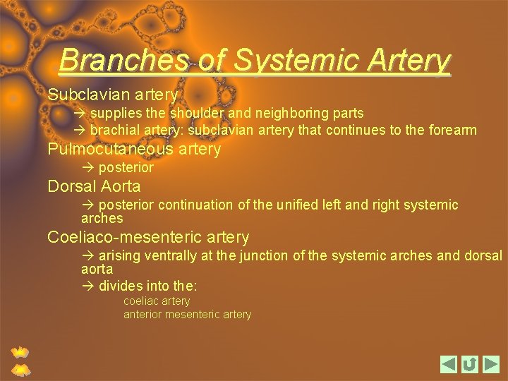 Branches of Systemic Artery Subclavian artery supplies the shoulder and neighboring parts brachial artery: