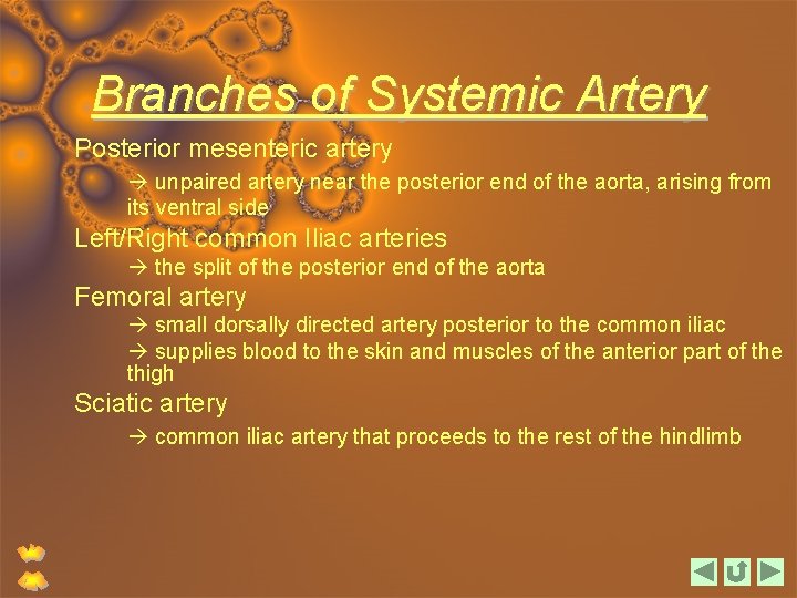 Branches of Systemic Artery Posterior mesenteric artery unpaired artery near the posterior end of