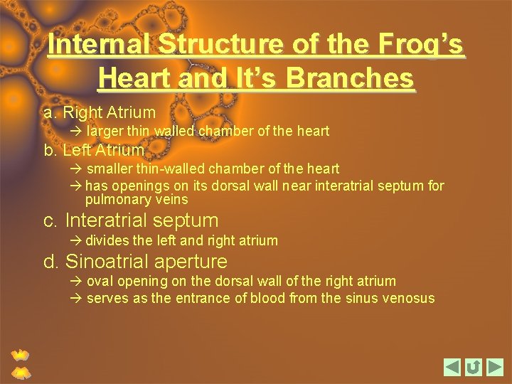 Internal Structure of the Frog’s Heart and It’s Branches a. Right Atrium larger thin