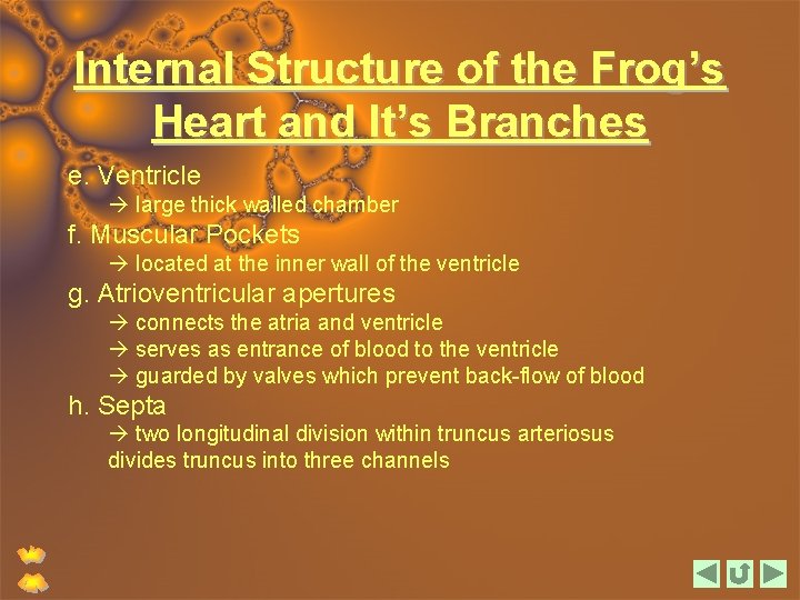 Internal Structure of the Frog’s Heart and It’s Branches e. Ventricle large thick walled