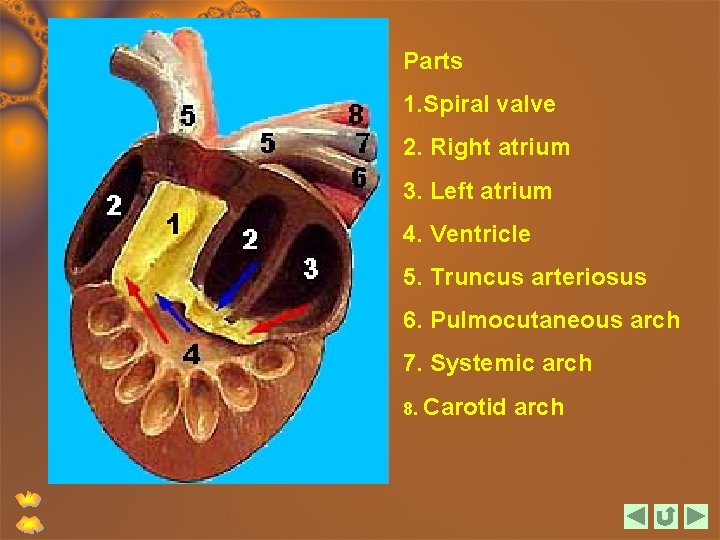 Parts 1. Spiral valve 2. Right atrium 3. Left atrium 4. Ventricle 5. Truncus