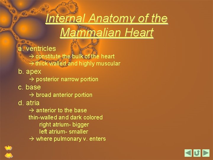 Internal Anatomy of the Mammalian Heart a. ventricles constitute the bulk of the heart