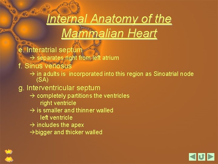 Internal Anatomy of the Mammalian Heart e. Interatrial septum separates right from left atrium