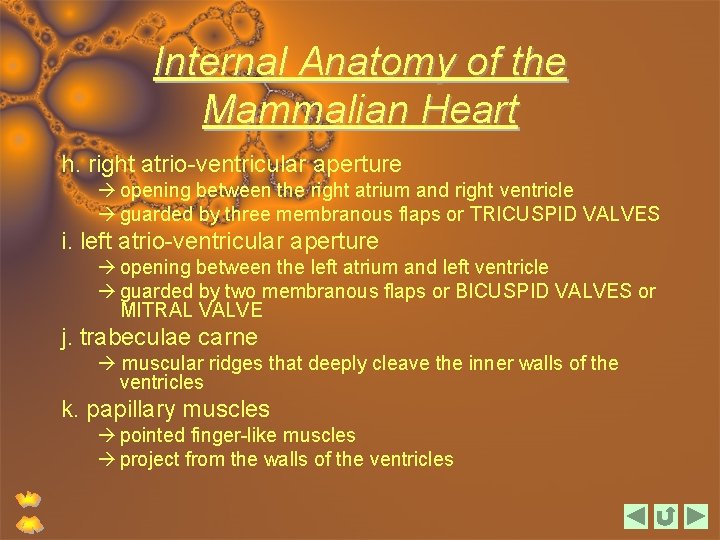 Internal Anatomy of the Mammalian Heart h. right atrio-ventricular aperture opening between the right