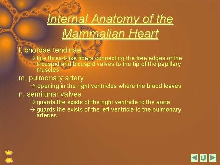 Internal Anatomy of the Mammalian Heart l. chordae tendinae fine thread-like fibers connecting the