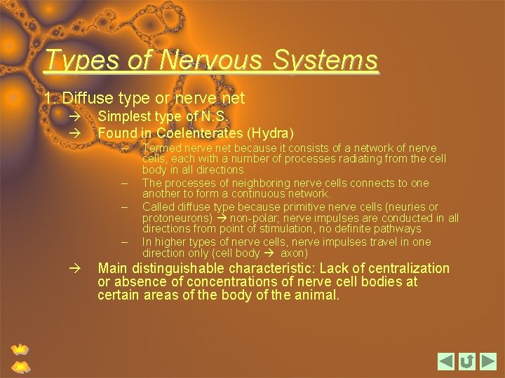 Types of Nervous Systems 1. Diffuse type or nerve net Simplest type of N.