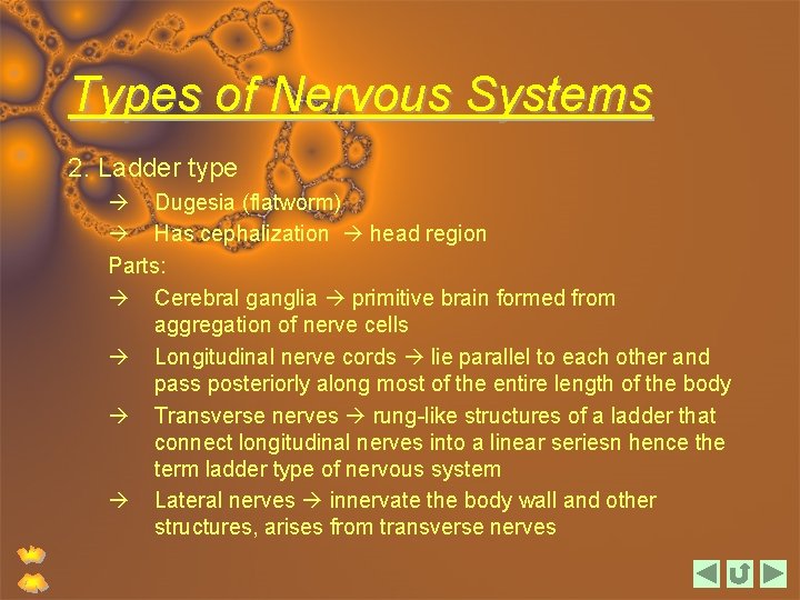 Types of Nervous Systems 2. Ladder type Dugesia (flatworm) Has cephalization head region Parts: