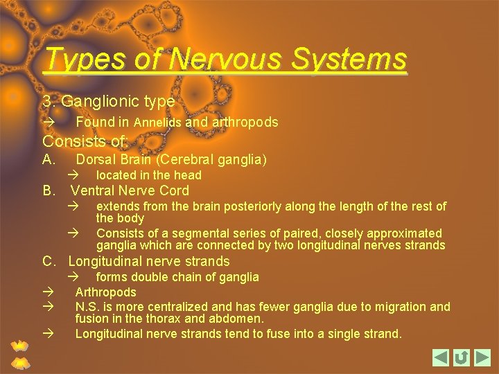 Types of Nervous Systems 3. Ganglionic type Found in Annelids and arthropods Consists of: