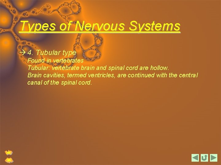 Types of Nervous Systems 4. Tubular type Found in vertebrates Tubular: vertebrate brain and