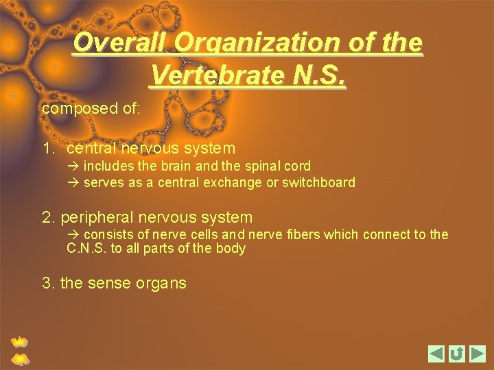 Overall Organization of the Vertebrate N. S. composed of: 1. central nervous system includes