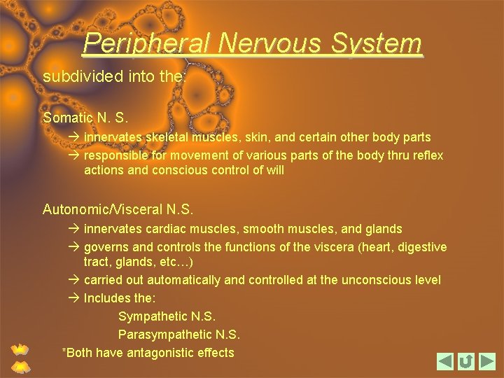 Peripheral Nervous System subdivided into the: Somatic N. S. innervates skeletal muscles, skin, and