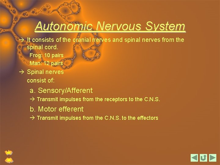 Autonomic Nervous System It consists of the cranial nerves and spinal nerves from the