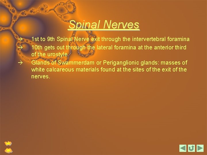 Spinal Nerves 1 st to 9 th Spinal Nerve exit through the intervertebral foramina