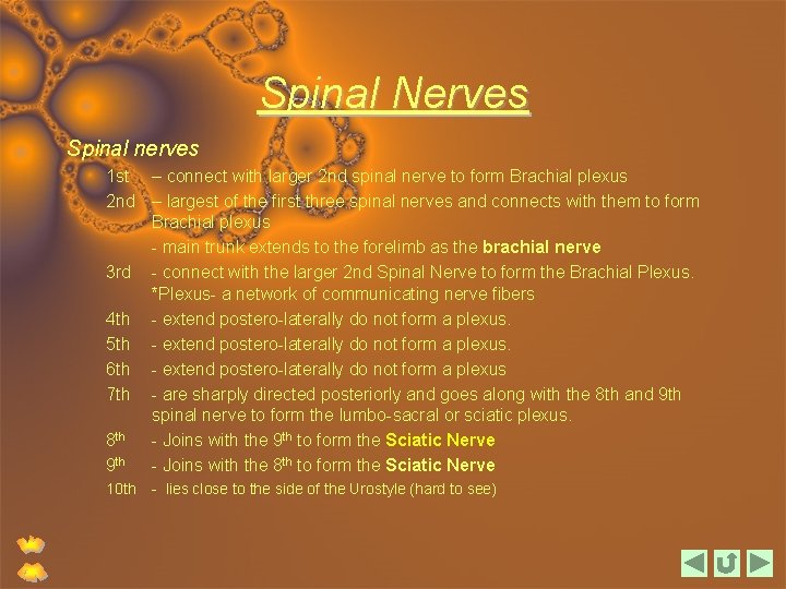 Spinal Nerves Spinal nerves 1 st – connect with larger 2 nd spinal nerve