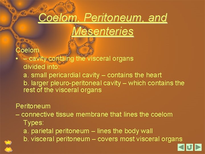 Coelom, Peritoneum, and Mesenteries Coelom • – cavity containg the visceral organs divided into: