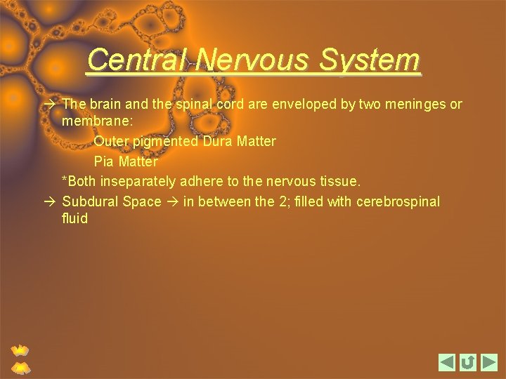 Central Nervous System The brain and the spinal cord are enveloped by two meninges