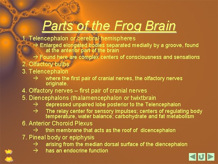 Parts of the Frog Brain 1. Telencephalon or cerebral hemispheres Enlarged elongated bodies separated