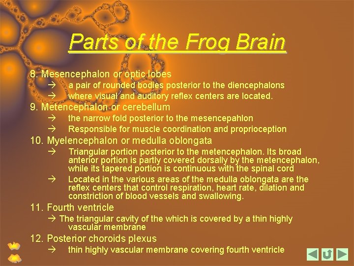 Parts of the Frog Brain 8. Mesencephalon or optic lobes a pair of rounded