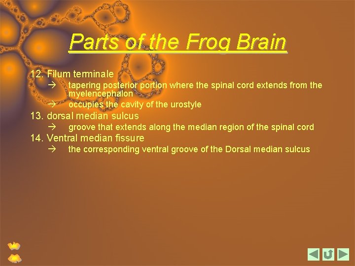 Parts of the Frog Brain 12. Filum terminale tapering posterior portion where the spinal