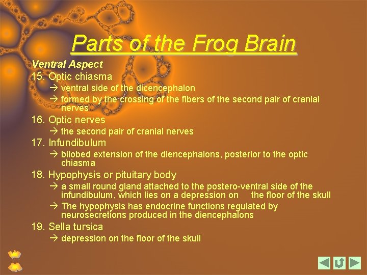 Parts of the Frog Brain Ventral Aspect 15. Optic chiasma ventral side of the