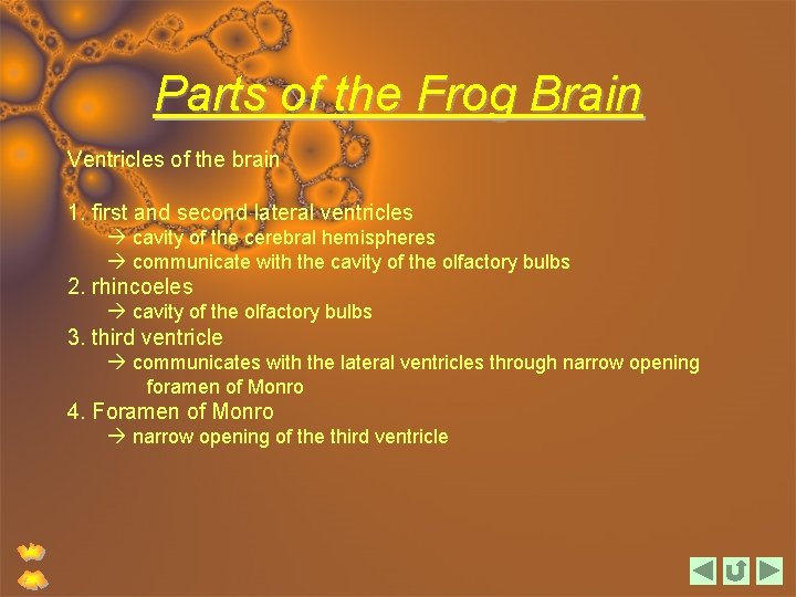 Parts of the Frog Brain Ventricles of the brain 1. first and second lateral