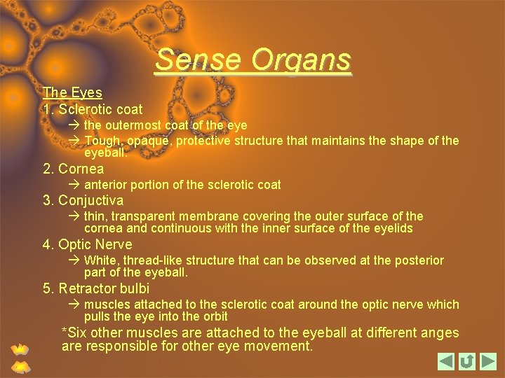 Sense Organs The Eyes 1. Sclerotic coat the outermost coat of the eye Tough,