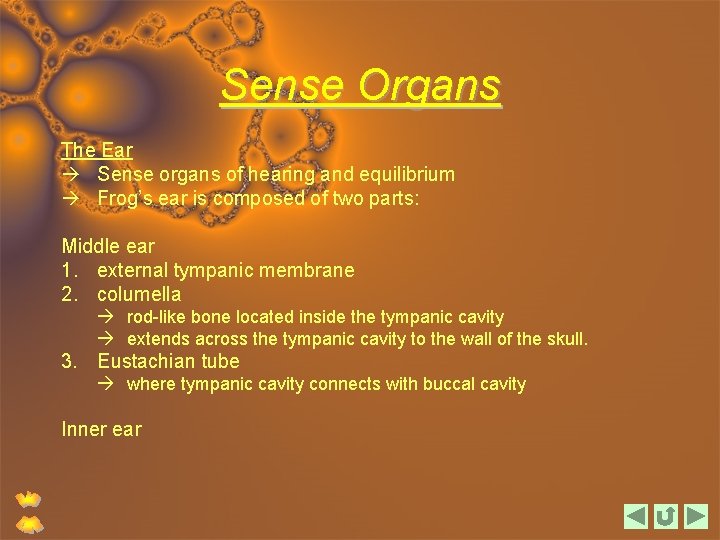 Sense Organs The Ear Sense organs of hearing and equilibrium Frog’s ear is composed