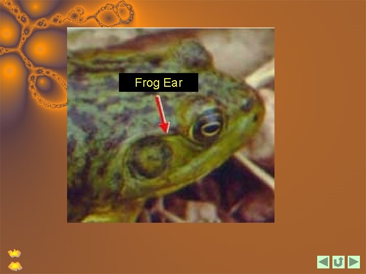 Frog Ear 