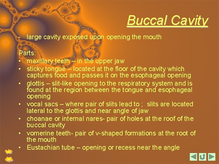 Buccal Cavity - large cavity exposed upon opening the mouth Parts: • maxillary teeth